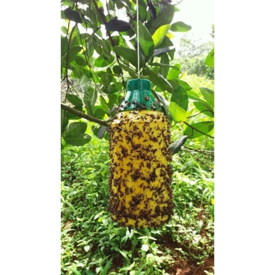 CHAI BẪY CÔN TRÙNG – BẪY RUỒI VÀNG