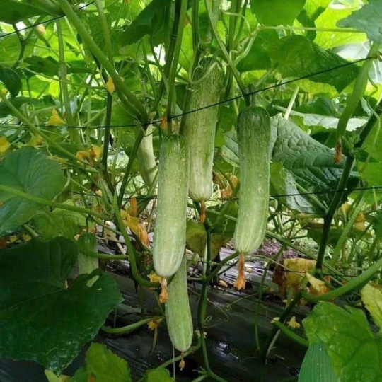 DÂY NHỰA ĐẶC PET KHÔNG LÕI 3.0MM